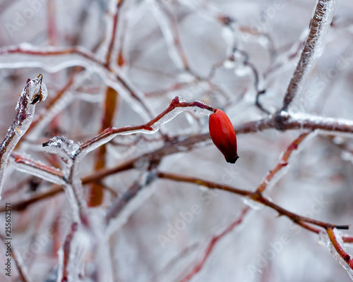 Frozen rosehip