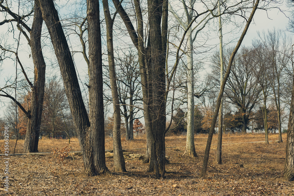 Fototapeta premium trees in the forest in winter