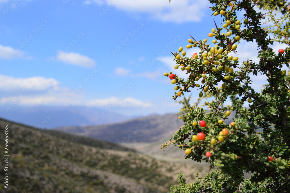 tree in the mountains