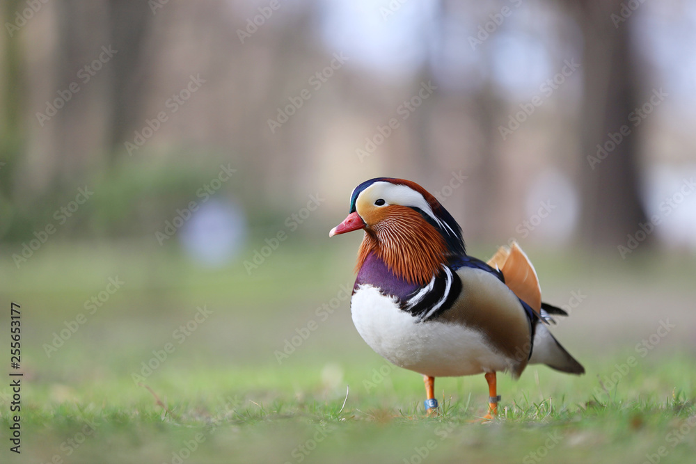 extremely colorful duck,mandarin