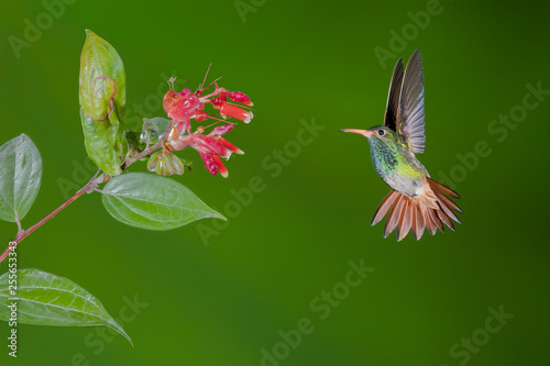 Rufous-tailed Hummingbird (Amazilia tzacatl), Tandayapa Area, Ecuador