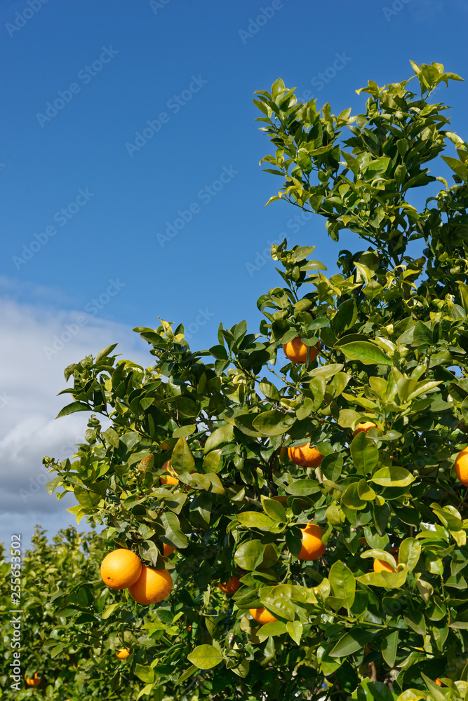 Orangen am Baum, Mallorca, Spanien