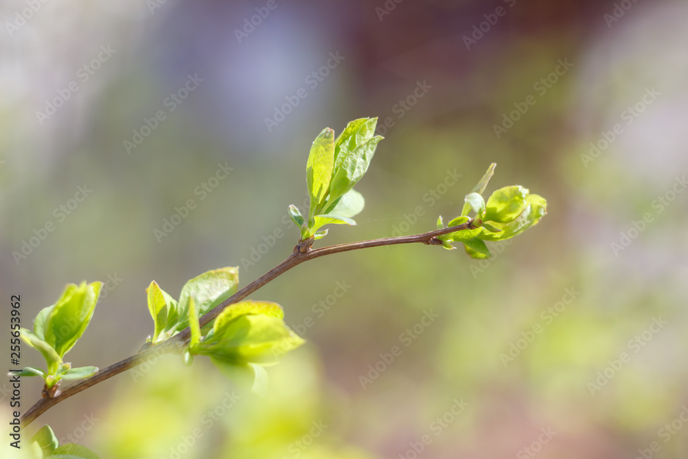 Close-up photo of spring young fresh leaves on tree branches with buds, soft focus and blur background. Concept of new life. Close-up photo of spring young fresh leaves on tree branches with buds, soft focus and blur background. Concept of new life.