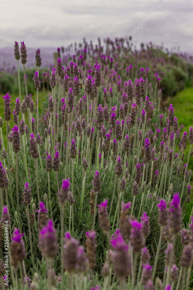 Naklejka premium Lavender Fields and Lavender Flowers