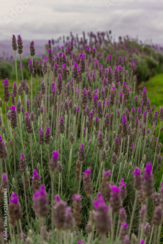 Lavender Fields and Lavender Flowers