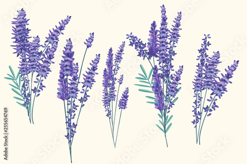 Set of vector lavender bouquets for spring design