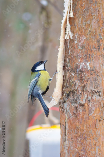 Принти на полотні hungry wild bird titmouse on a tree in spring forest