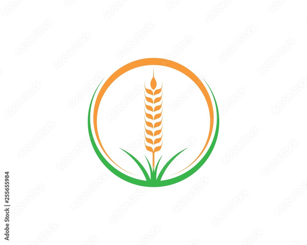Agriculture wheat Logo Template vector icon Agriculture wheat Logo Template vector icon