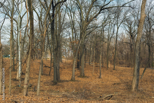 trees in the forest in winter