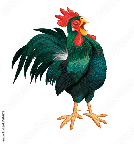 coq, poule,  fière, coloré, chant de coq,  oiseau, animal, bleu, vert, noir,  ferme, poulet, coquelet, volaille, isolé, blanc, oiseau,  rouge, bec, agriculture, domestique, , nature, peigne, tête,  po photo