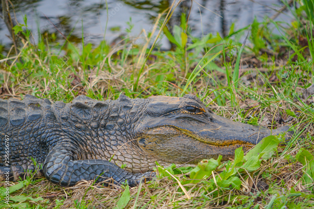 Naklejka premium American Alligator Mississipplensis at Savannah National Wildlife Refuge, Hardeeville, Jasper County, South Carolina USA