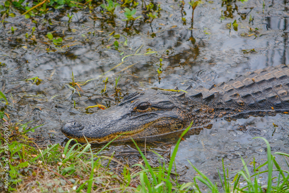 American Alligator Mississipplensis at Savannah National Wildlife Refuge, Hardeeville, Jasper County, South Carolina USA American Alligator Mississipplensis at Savannah National Wildlife Refuge, Hardeeville, Jasper County, South Carolina USA