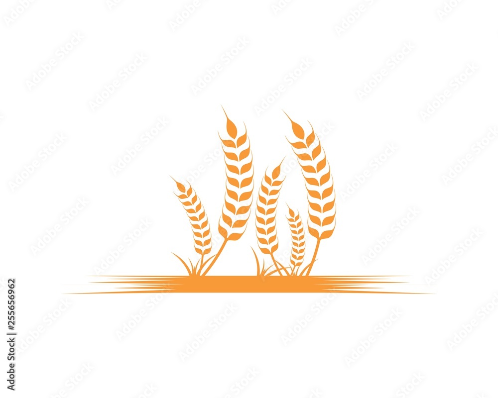 Agriculture wheat Logo Template vector icon Agriculture wheat Logo Template vector icon