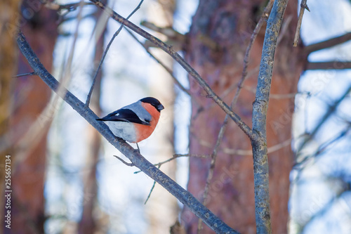 Fotografie hungry wild bird bullfinchr on a tree in spring forest