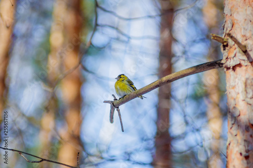 Fotografie hungry wild bird siskin on a tree in spring forest