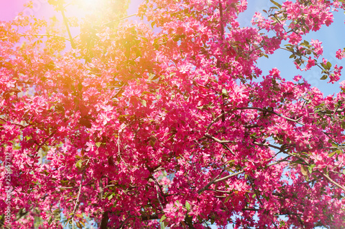 Spring flowers. Abstract spring blossom background. Nature scene with blooming tree. Springtime