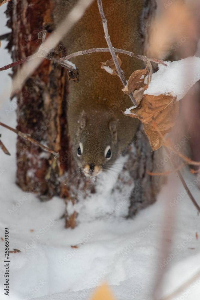 Fototapeta premium squirrel in snow
