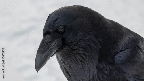 Raven