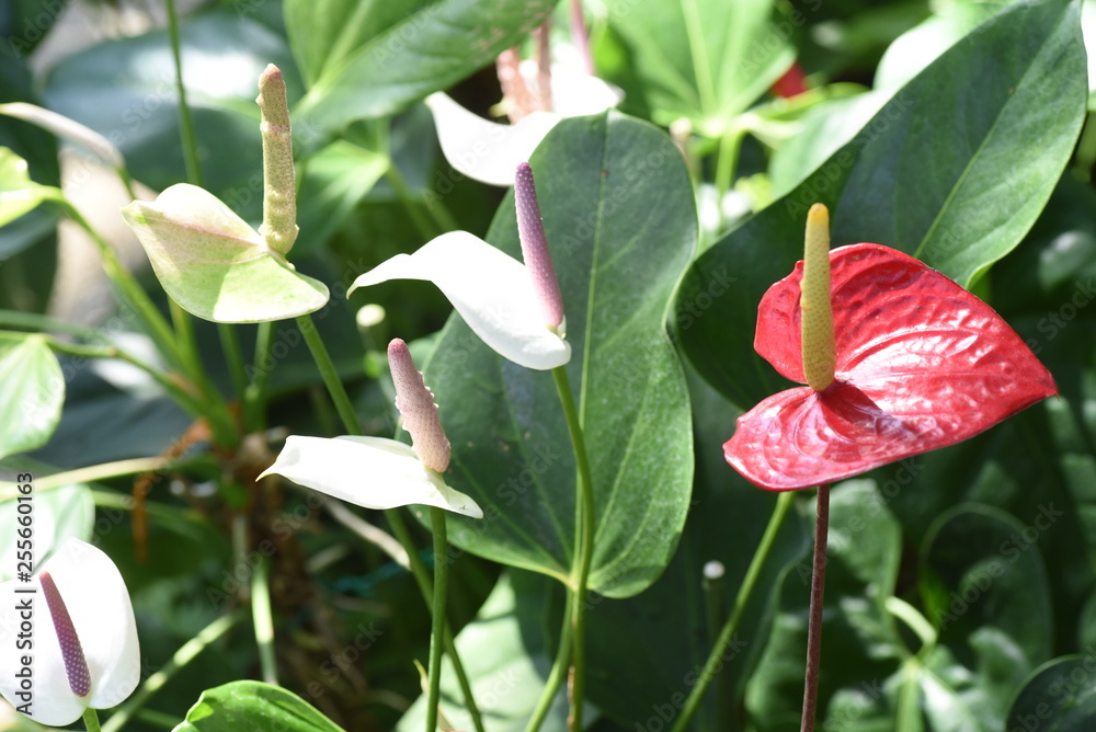 Obraz premium Flamingo flower