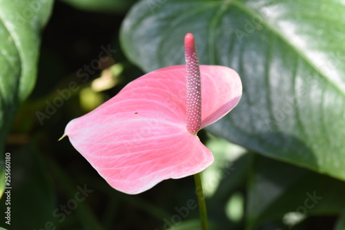 Flamingo flower © tamu