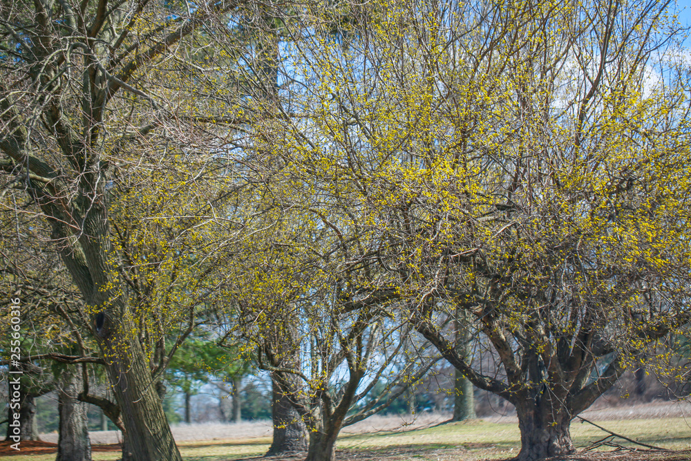 trees in park on a sunny day - Image