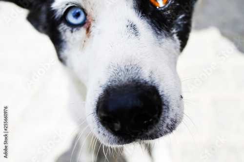 DOG husky
