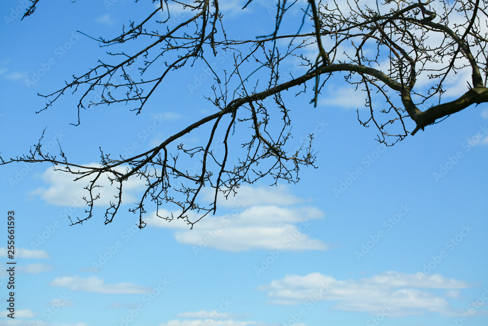 Tree trunk and blue sky with cloud - Image