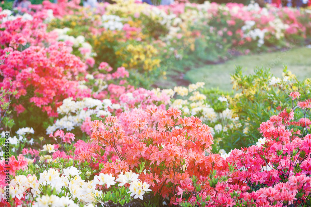 Obraz premium colorful blossoming azalea bushes under sunlights. spring, nature background