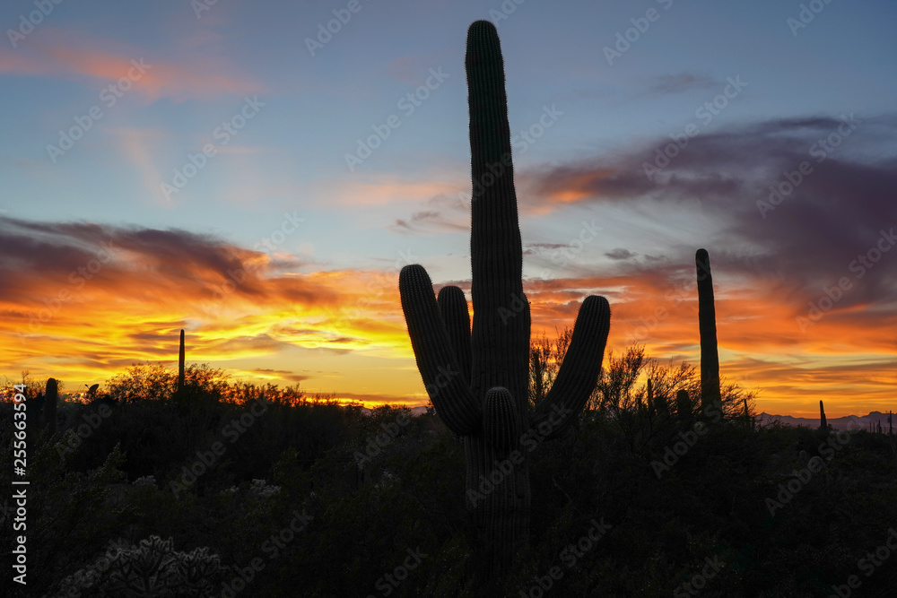 Desert sunset with cacti silhouettes