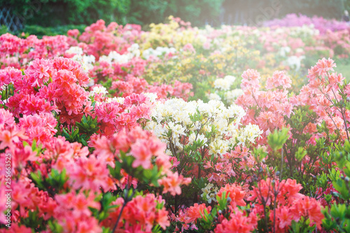 Colorful pink yellow  azalea flowers in garden. Blooming bushes of bright azalea at spring sunlight. Nature  spring flowers background
