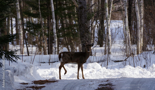 whitetail deer