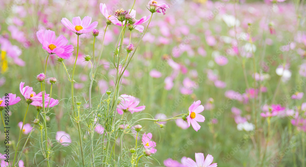 Cosmos flower blooming in the field Cosmos flower blooming in the field
