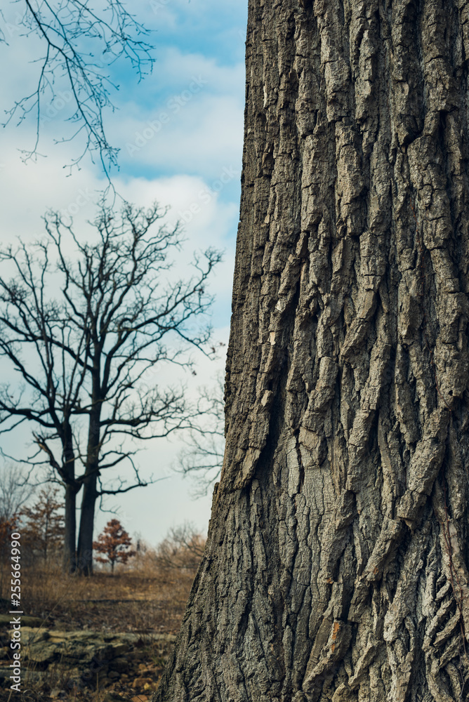 close-up of large tree trunks and small trees in the distance close-up of large tree trunks and small trees in the distance