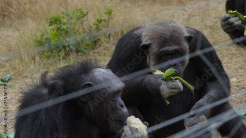 Chimpansees eating at a sanctuary in Ol Pejeta, Kenya. Handheld shot slow motion photo