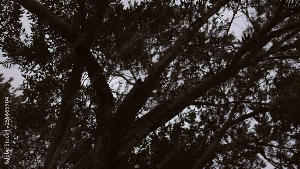 Dark and creepy tree moving with the wind. Dark and creepy tree moving with the wind.