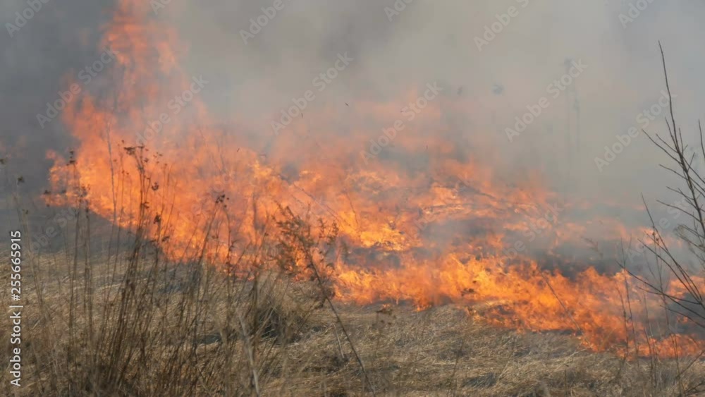 View of the terrible dangerous wild high fire in the daytime in the field. Burning dry straw grass. A large area of nature is in flames.