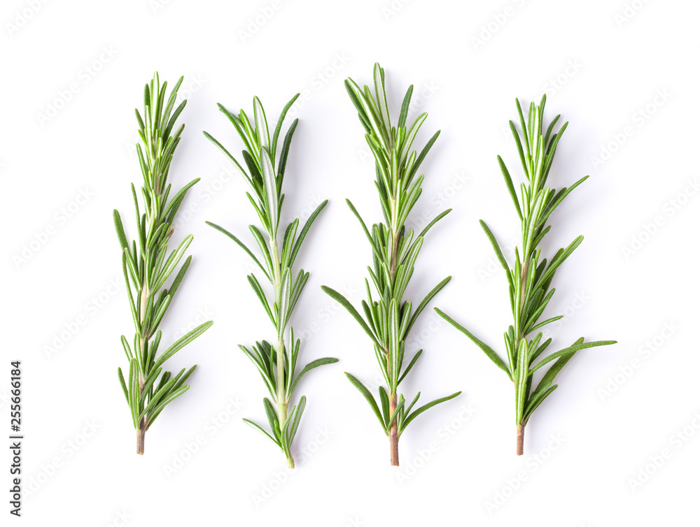Naklejka premium Rosemary isolated on white background, Top view.