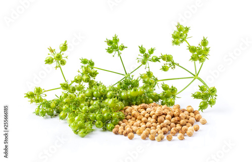 Coriander seeds isolated on white background. full depth of field