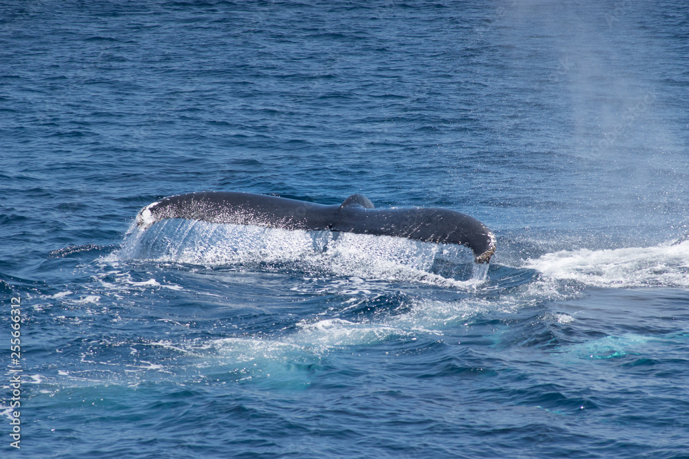 Diving humpback whale Diving humpback whale