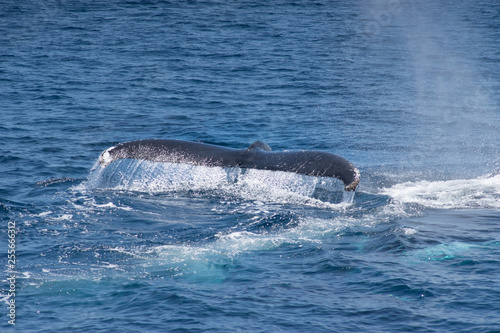 Diving humpback whale