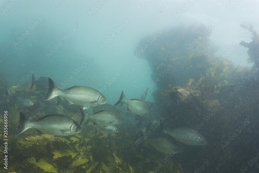 Fototapeta premium Do you know what is swimming around underneath the waves?