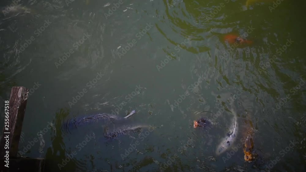 Orange and white koi fishes swimming Orange and white koi fishes swimming