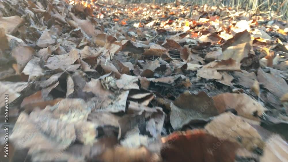 A walk in the forest, autumn season, filmed from the ground