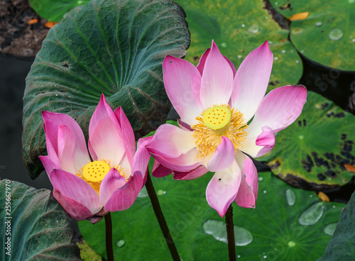 Lotus flowers blooming on the pond photo