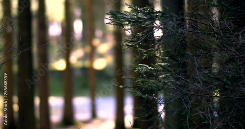 Green branches getting caught by wind in a forest. photo