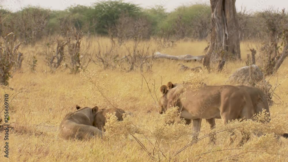 Pride of lions greet and show affection for each other in the wild of Africa Pride of lions greet and show affection for each other in the wild of Africa