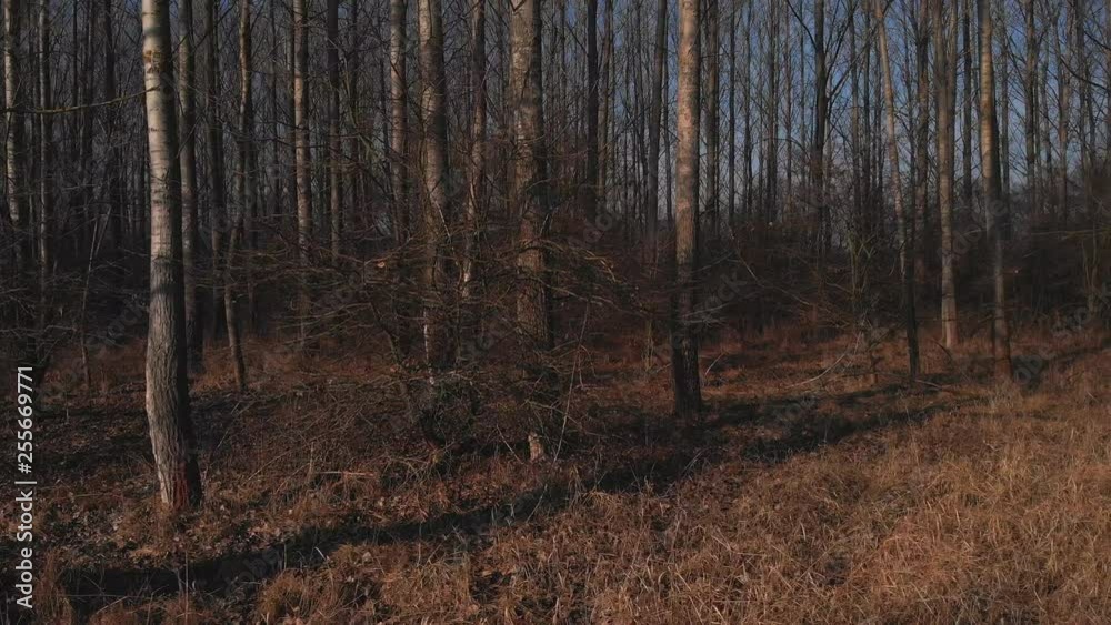 Aerial Track Right Through Forest with No New Growth. Aerial Track Right Through Forest with No New Growth.