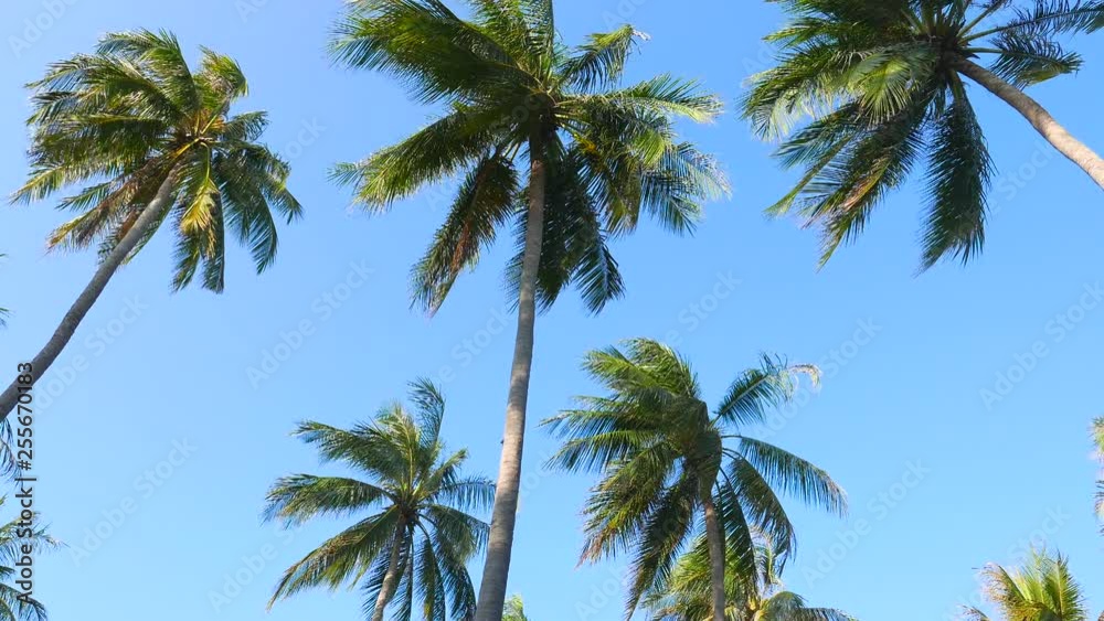 Looking up at palm trees blowing in the breeze against a clear blue sky Looking up at palm trees blowing in the breeze against a clear blue sky