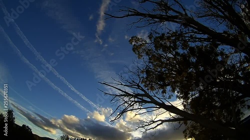 This is a sky timelapse in arizona with tree silhouted photo