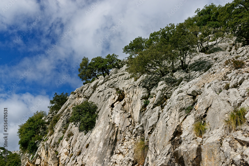 Olivenbäume an einer Felswand, Mallorca, Spanien Olivenbäume an einer Felswand, Mallorca, Spanien